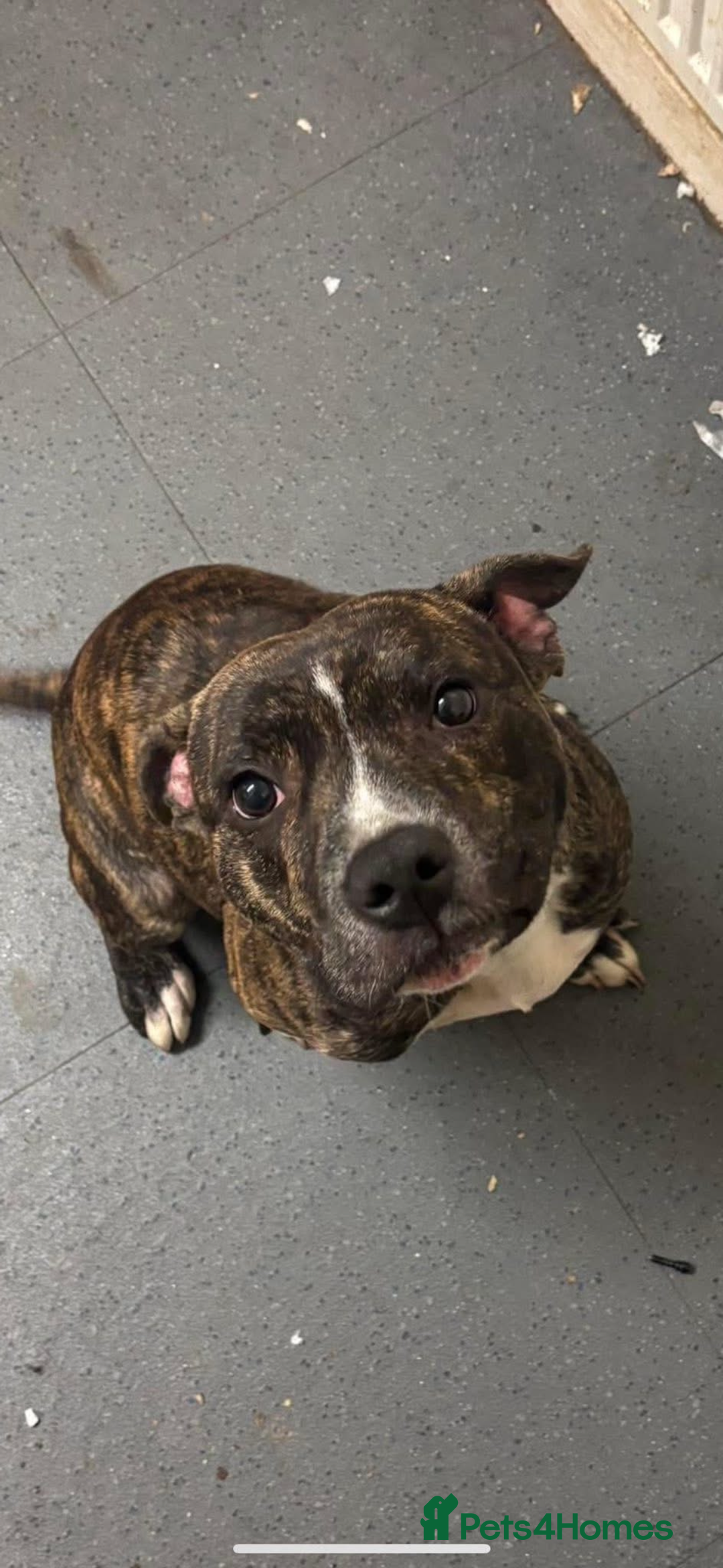 Staffordshire Bull Terrier dogs for sale: Black staffy girl  - Advert 3