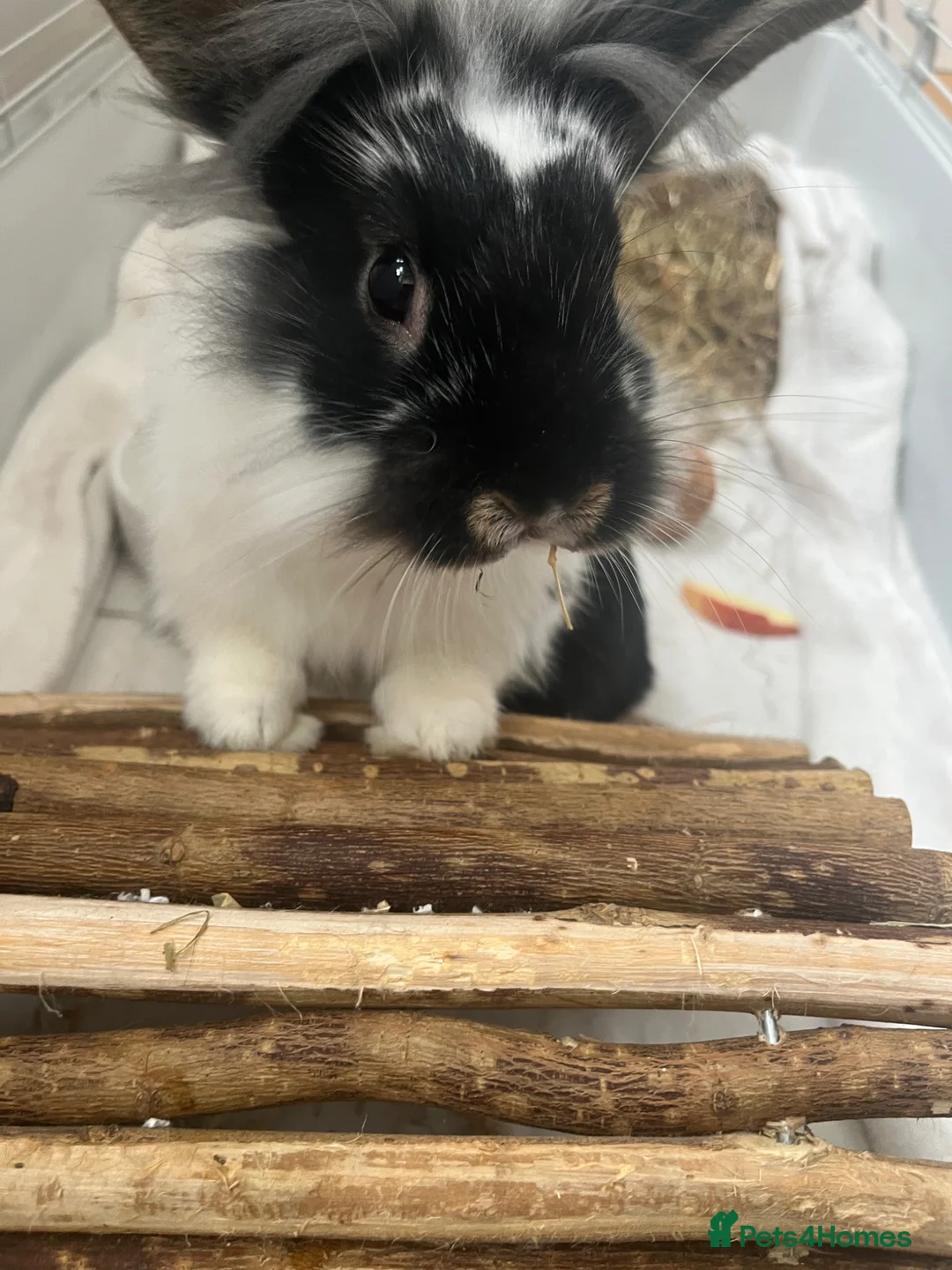 Lionhead rabbits for sale: Rabbit that needs a loving home in Northampton - Advert 2