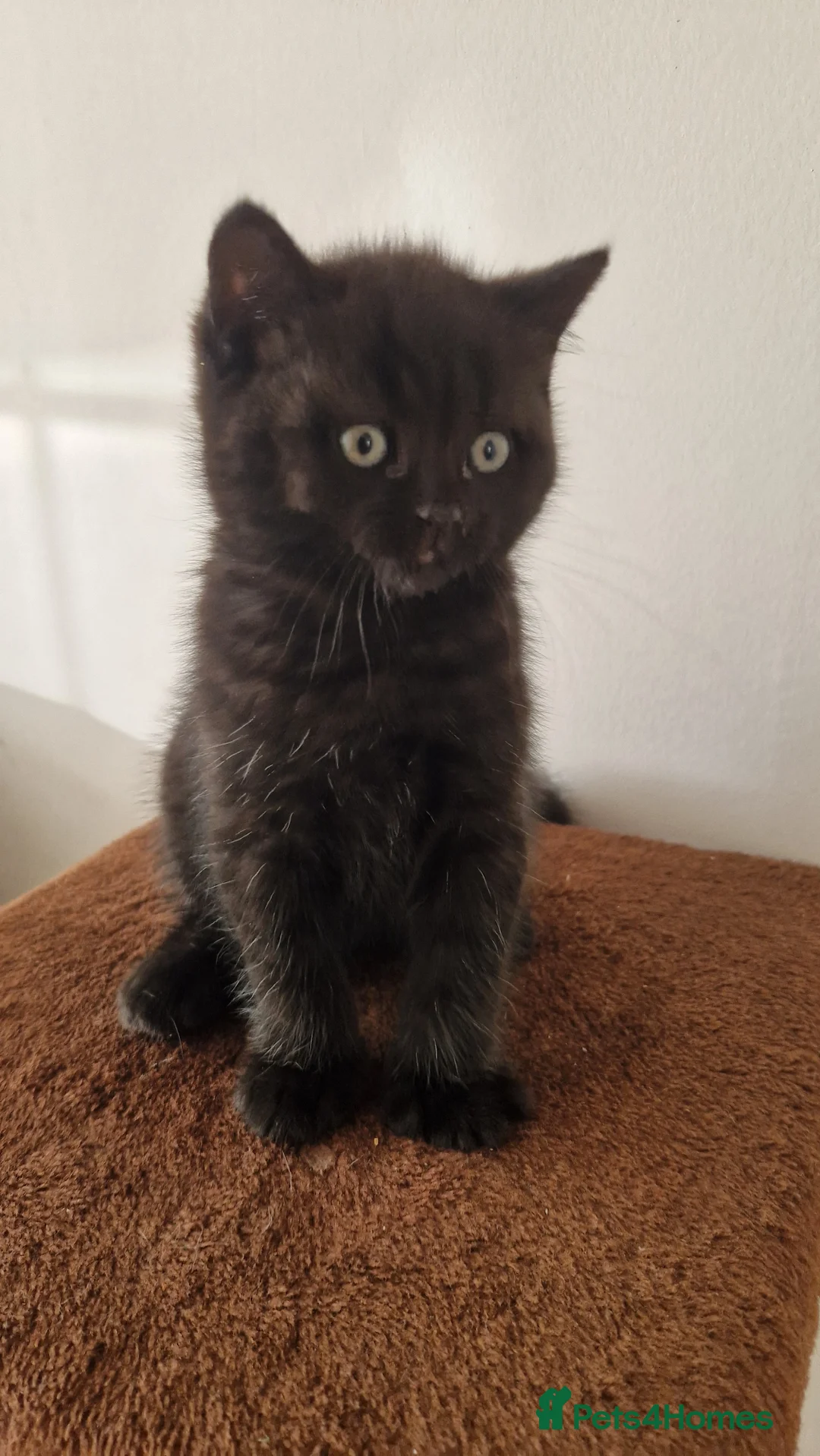 British Shorthair cats for sale: British Shorthair Brother & Sister Kittens - Advert 2