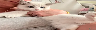 Ragdoll 1