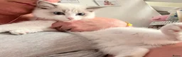 Ragdoll cats for sale: Beautiful female ragdoll kitten GCCF reg - Advert 7
