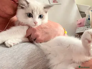 Ragdoll cats Beautiful female ragdoll kitten GCCF reg - Advert 10