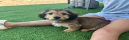 Dachshund dogs for sale: KC REG long haired miniature dachshund - Advert 5