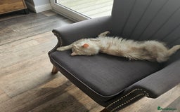 British Longhair cats for sale: British longhair male very friendly and gentle - Image 5
