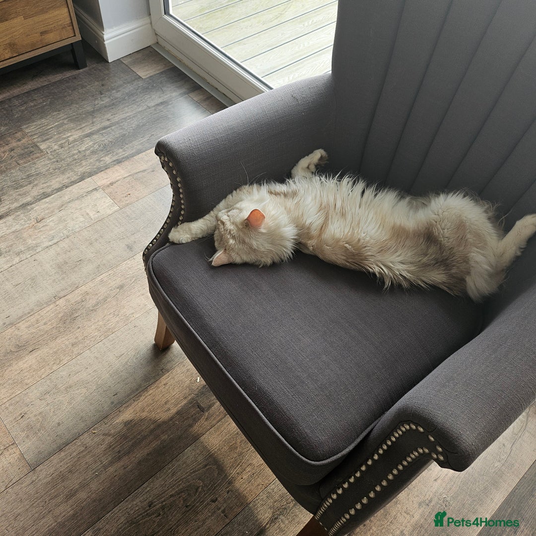 British Longhair cats for sale: British longhair male very friendly and gentle - Image 5