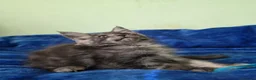 Maine Coon cats for sale: GCCF – Maine Coon kittens - Advert 20