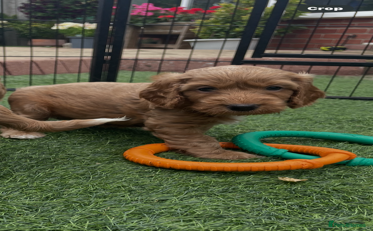 Cockapoo dogs - Advert 16