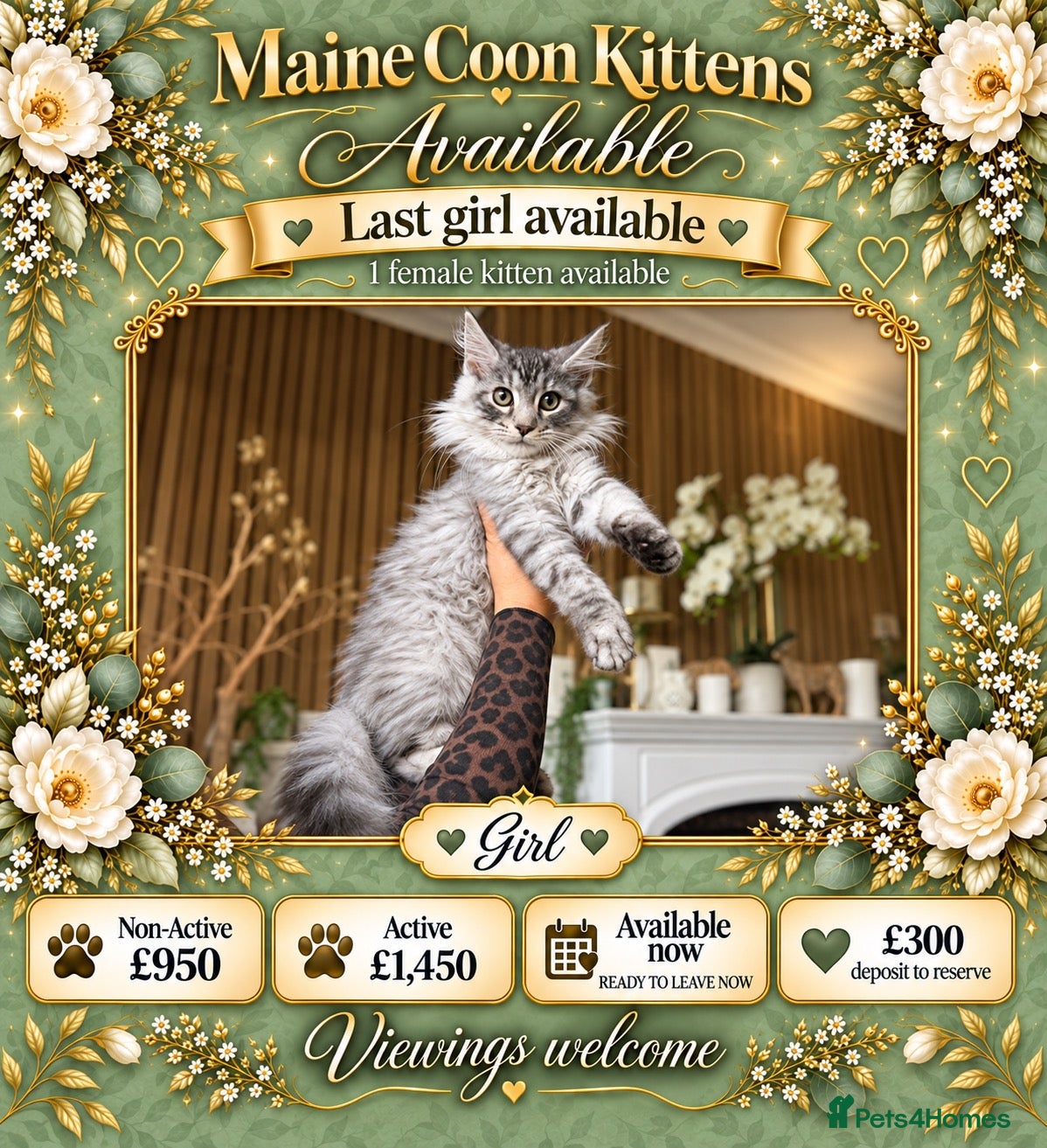 Maine Coon cats GCCF GIRL AVAILABLE – READY TO LEAVE NOW - Advert 9
