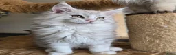 Maine Coon cats for sale: Ready now Silver with white Maine Coon kittens - Advert 15