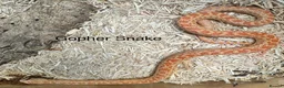 Snake reptiles for sale: Mixed Snakes - Advert 9