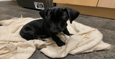 Mixed Breed dogs - Advert 4