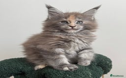 Maine Coon cats for sale: Ready for reservation 🥰 - Image 2