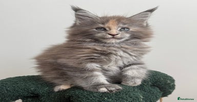 Maine Coon cats - Advert 14