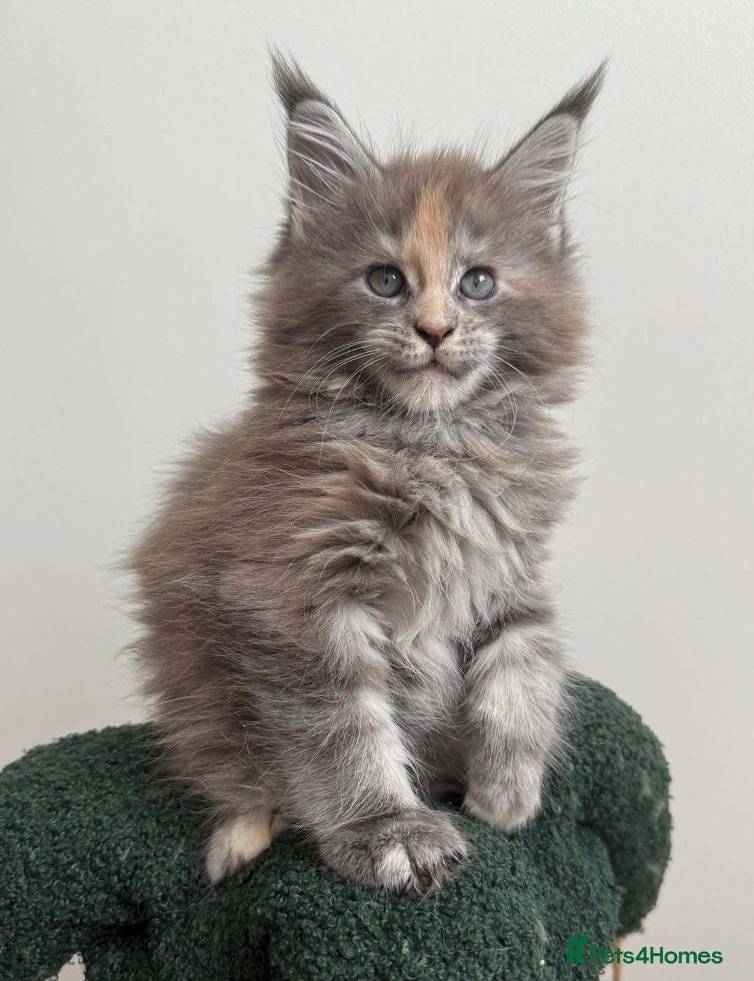 Maine Coon cats for sale: Ready for reservation 🥰 - Image 2