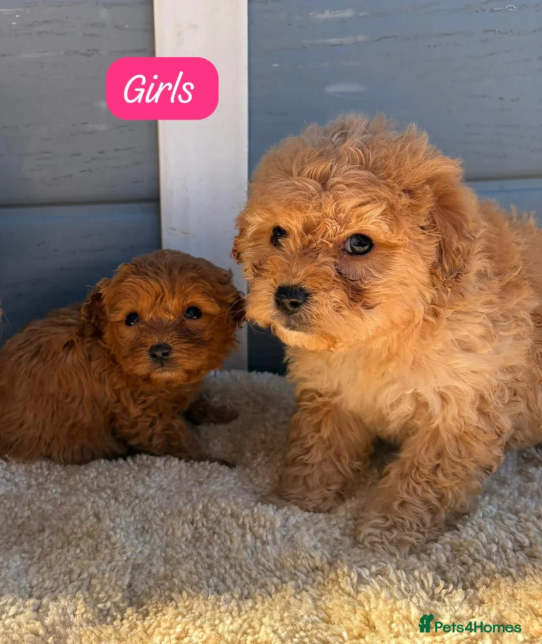 Cockapoo dogs for sale: Cocker poos - Advert 3