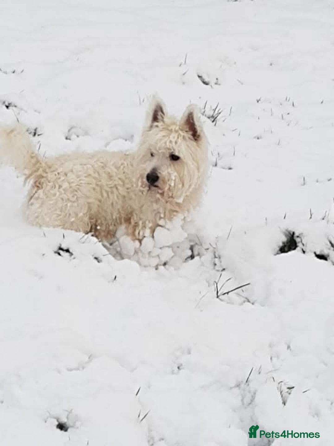 West Highland Terrier dogs for stud: For stud - Advert 3