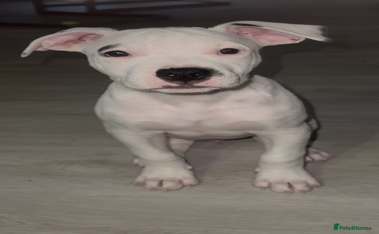 Mixed Breed dogs - Advert 9