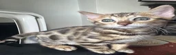 Bengal cats for sale: baby bengal male - Advert 1