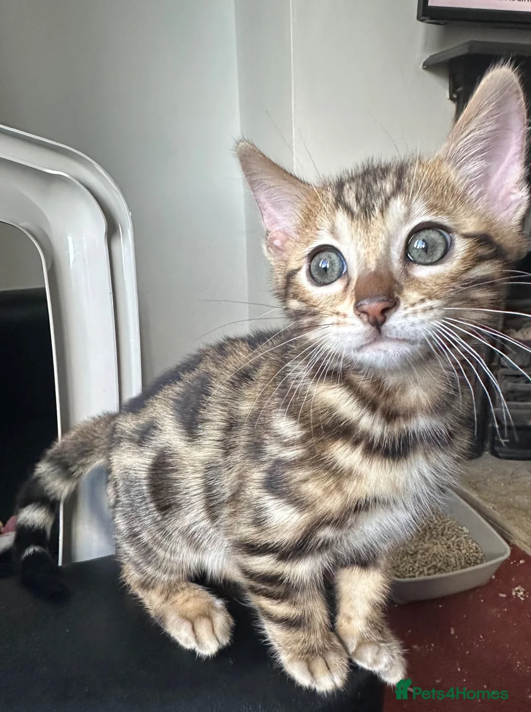 Bengal cats for sale: baby bengal male - Advert 1