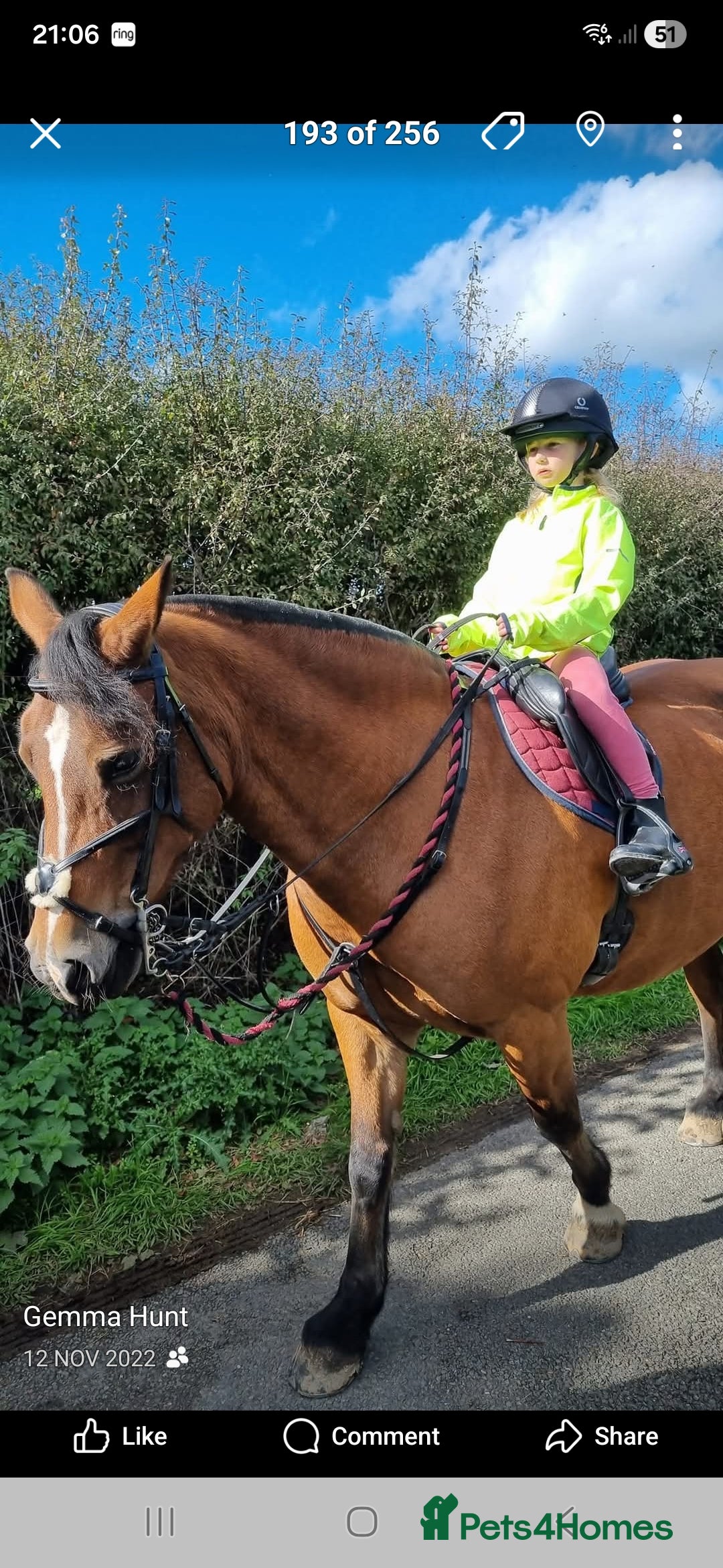 Welsh Section D horses for sale: Welsh D - Advert 11