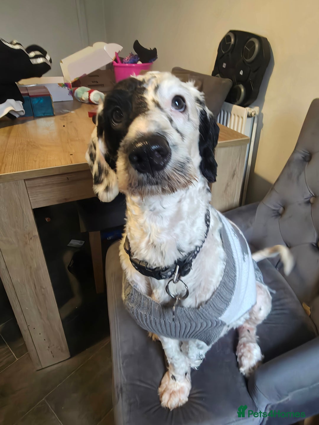 Cockapoo dogs for sale: Coccapoo  - Advert 1