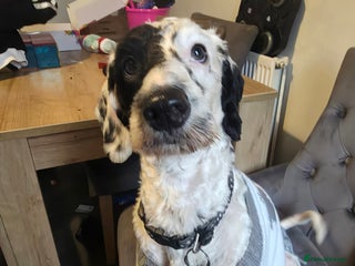 Cockapoo dogs Coccapoo - Advert 1