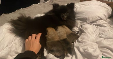 Pomeranian dogs Wolf CHAMPION KENNEL CLUB Reg Pomeranian puppy Pup - Advert 14