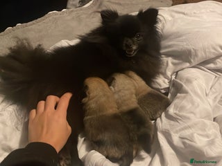 Pomeranian dogs Wolf CHAMPION KENNEL CLUB Reg Pomeranian puppy Pup - Advert 3