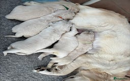 Golden Retriever dogs for sale: Kc reg golden retriever pups - Image 4