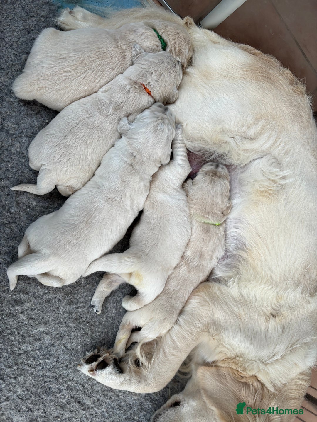 Golden Retriever dogs for sale: Kc reg golden retriever pups - Image 4