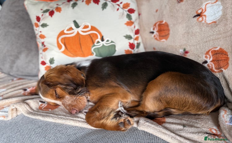 Cocker Spaniel dogs - Advert 1