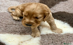 Cockapoo dogs for sale: F1 Miniature Cockapoo puppies  - Image 8