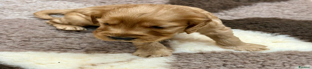 Cockapoo Puppy 3