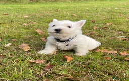 West Highland Terrier dogs for sale: Adorable West Highland Terrier Puppies - Image 2