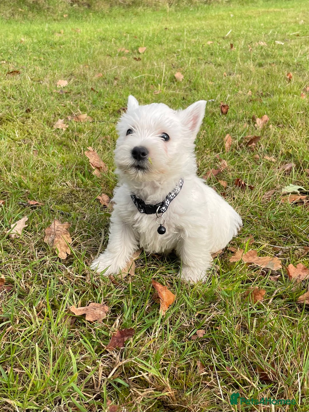 West Highland Terrier dogs for sale: Adorable West Highland Terrier Puppies - Image 2