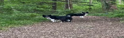 Border Collie dogs for sale: Border Collies Puppies in Lauder - Advert 16