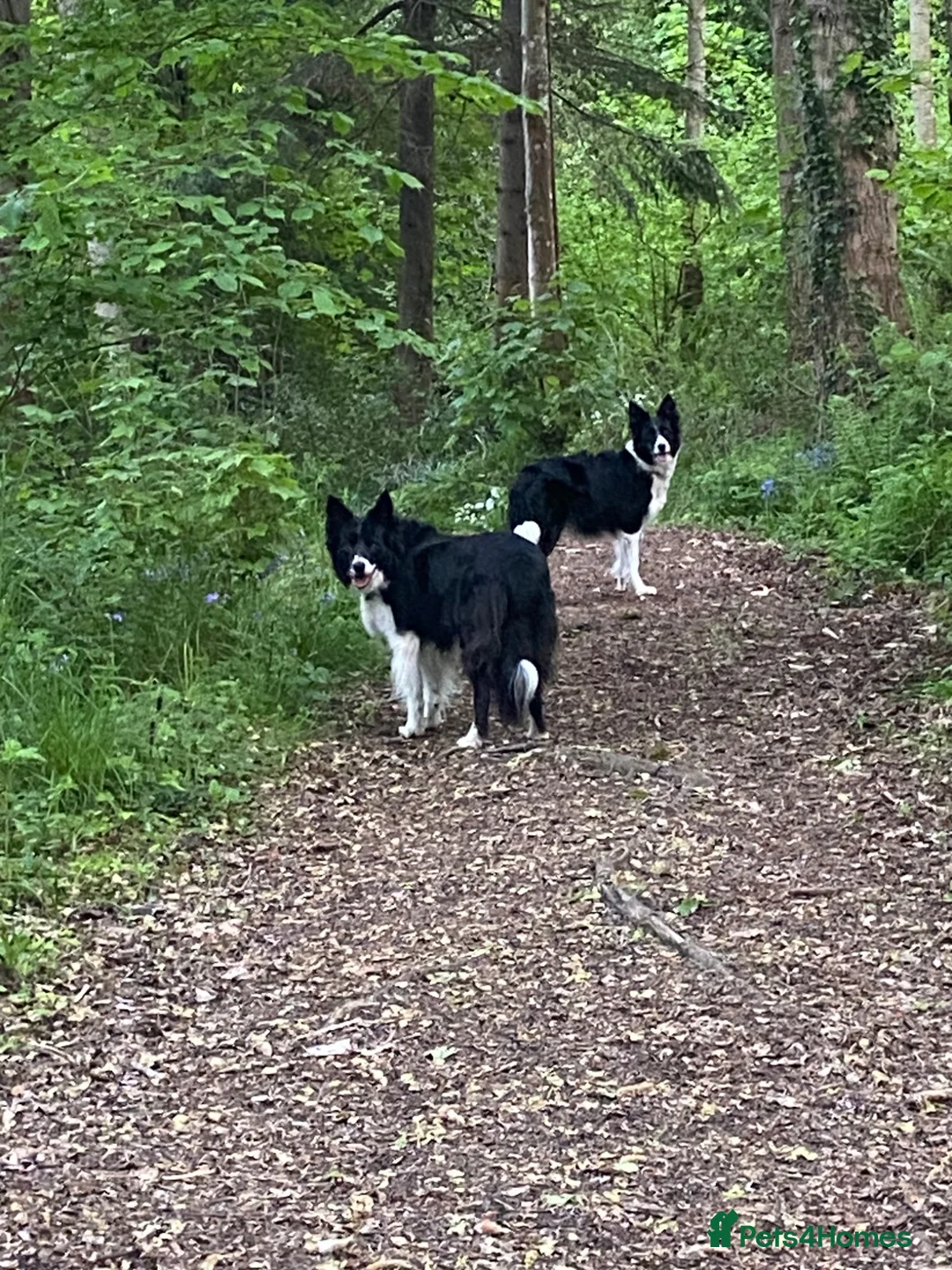 Border Collie dogs for sale: ***1 left***Border Collies Puppies - Advert 2