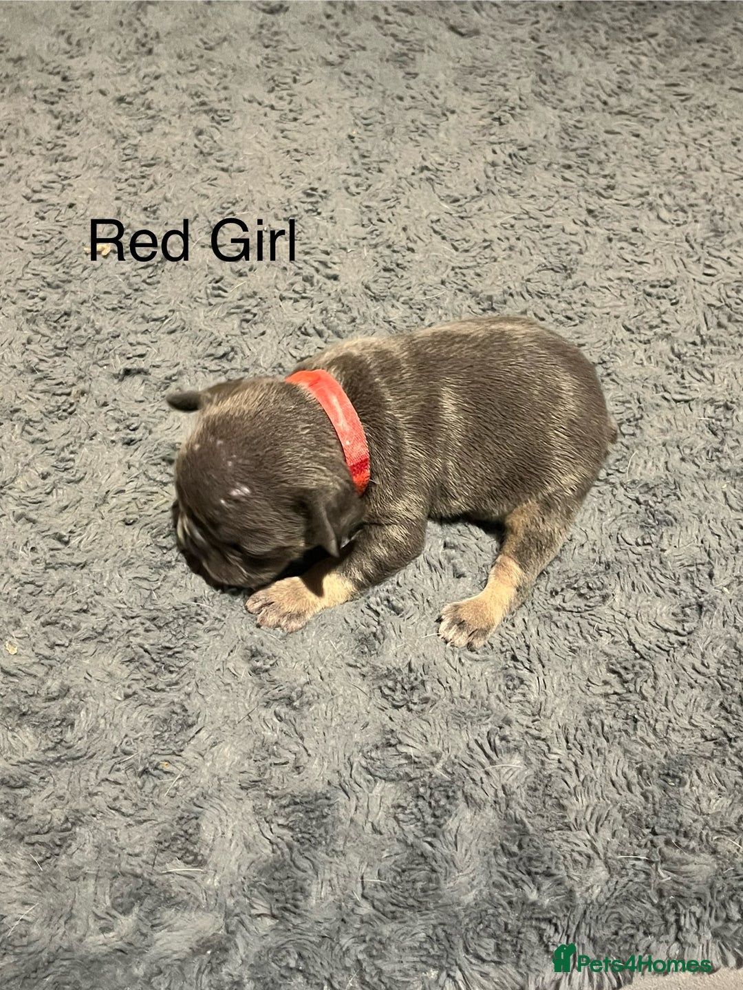 French Bulldog dogs for sale: DWKC Registered French Bulldog puppies for sale - Advert 17