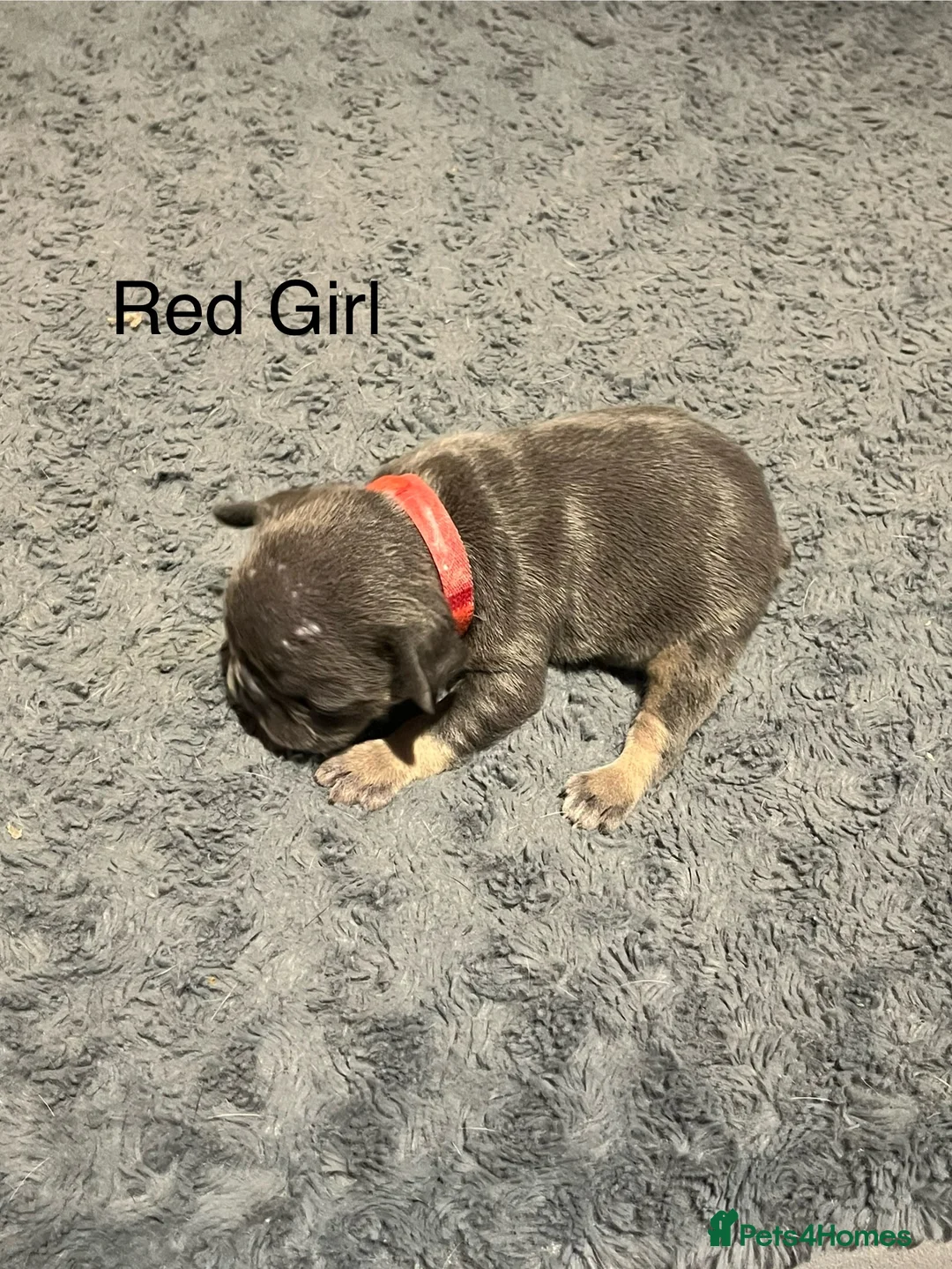 French Bulldog dogs for sale: DWKC Registered French Bulldog puppies for sale - Advert 33