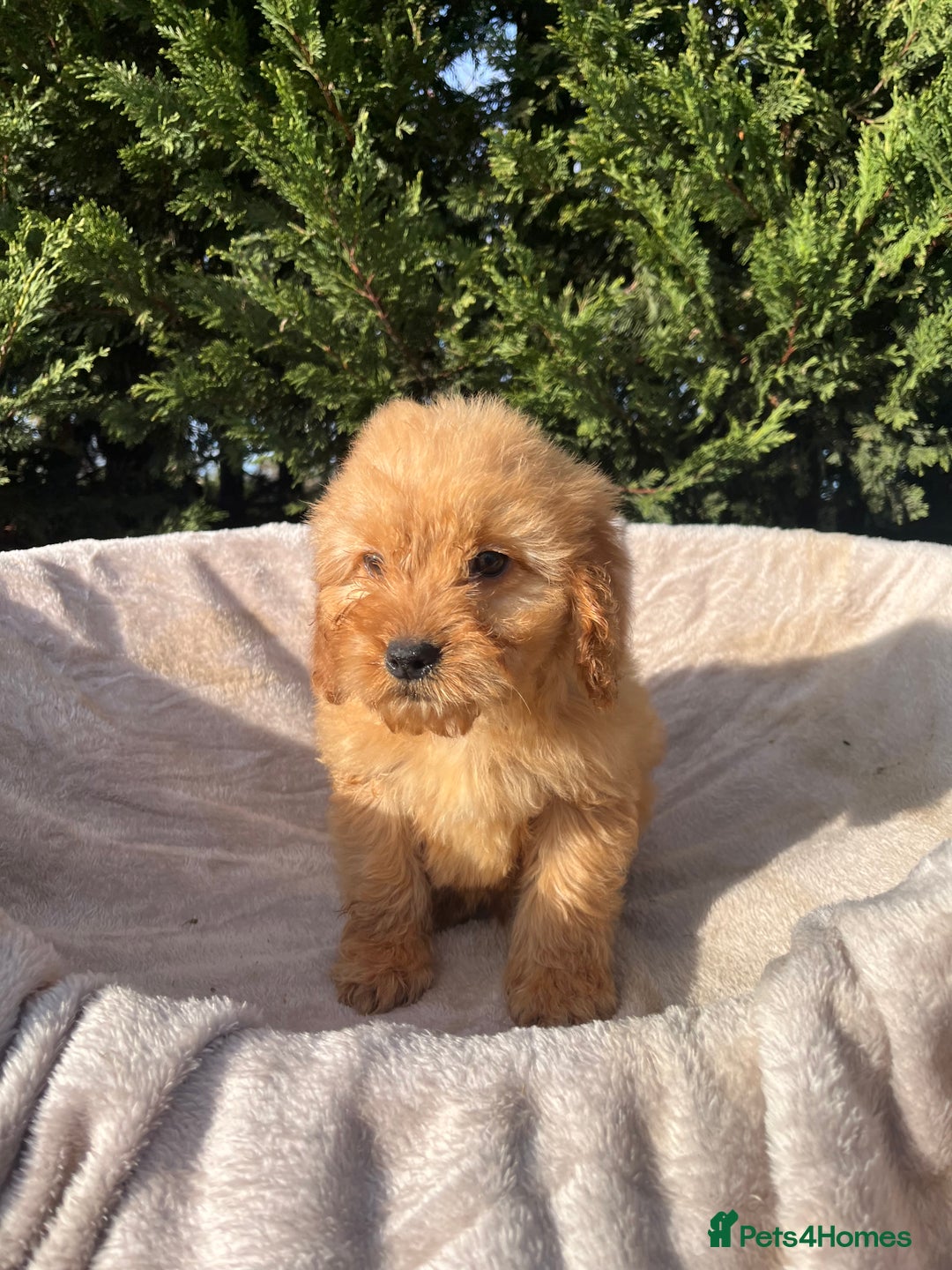 Cockapoo dogs for sale: Five beautiful cockapoos  - Advert 22