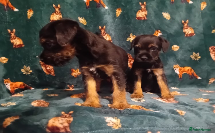 Border Terrier dogs - Advert 1