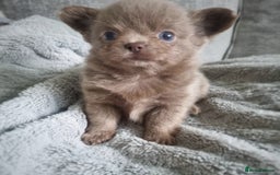 Chihuahua dogs for sale: 🐾 Exceptional lilac Chihuahua Puppies for Sale 🐾 - Image 8