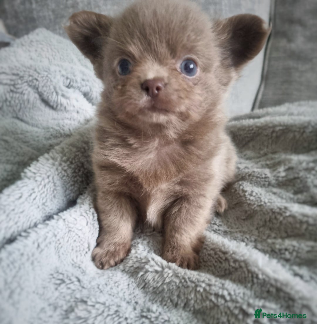 Chihuahua dogs for sale: 🐾 Exceptional lilac Chihuahua Puppies for Sale 🐾 - Image 8