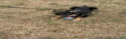 Border Collie dogs for sale: Male border collie 4months - Advert 3