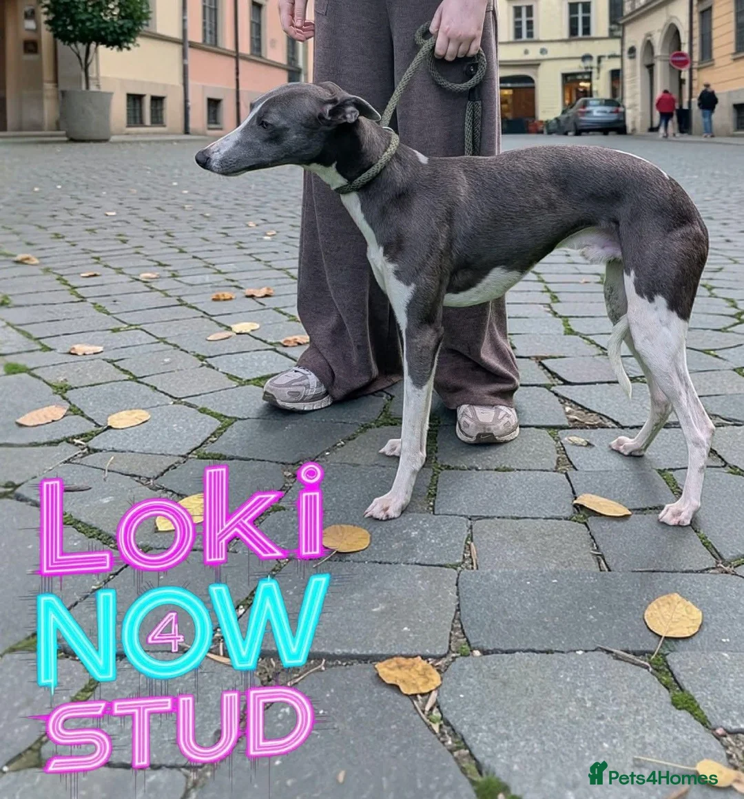 Whippet dogs for sale: TWO STUNNING BLACK & WHITE BOYS  in Worcester - Advert 6