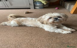 Shih Tzu dogs for sale: Shih tzu imperial male - Image 1