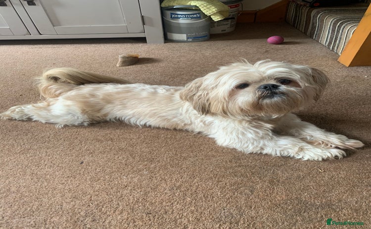 Shih Tzu dogs - Advert 1