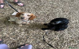 Cocker Spaniel dogs for sale: Cocker spaniel puppies  - Image 8