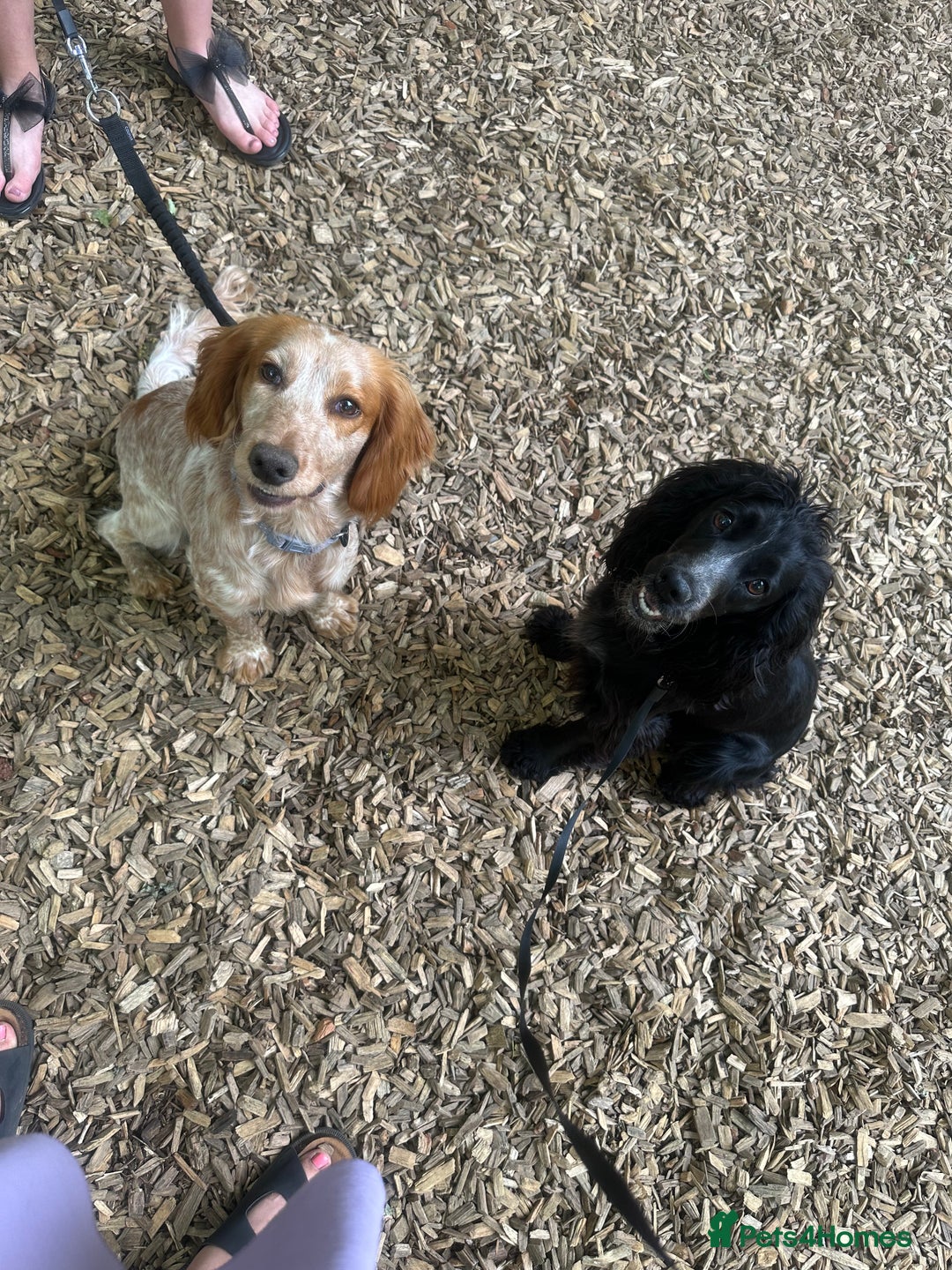 Cocker Spaniel dogs for sale: Cocker spaniel puppies  - Image 8