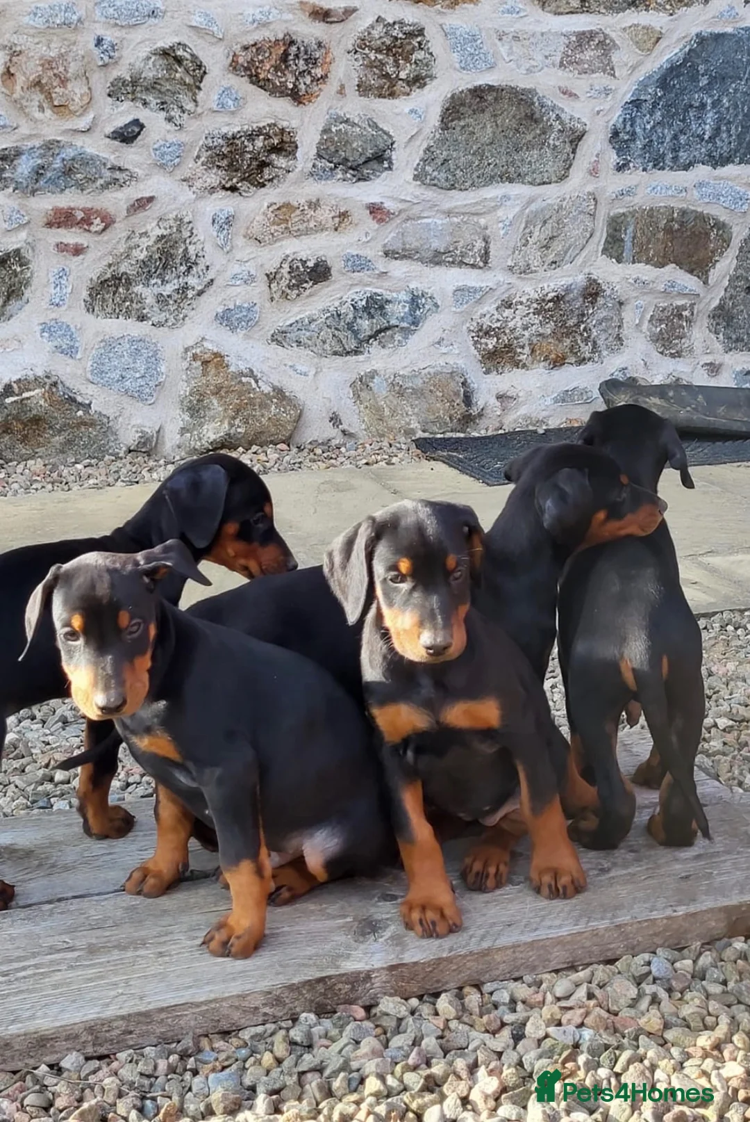 Dobermann dogs for sale: Doberman puppies in Ellon - Advert 7